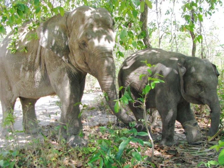 Juvenile male Chhouk and female Lucky go for their daily walk in the forest. Both elephants were found as infants having lost their mothers-1