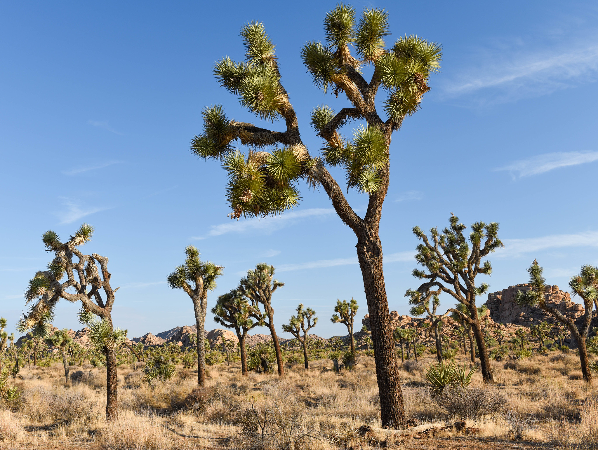 Joshua trees